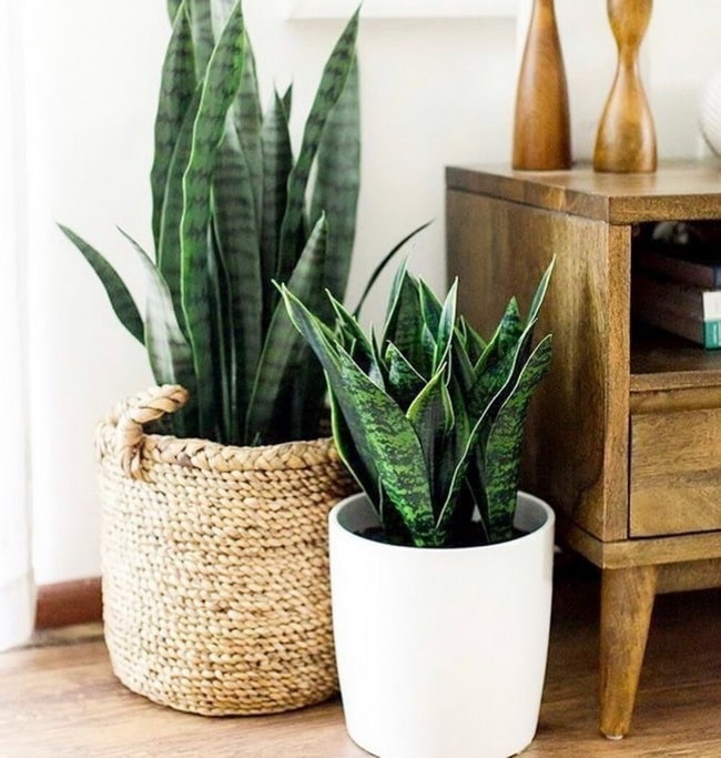 Plantas de interior que necesitan poca agua