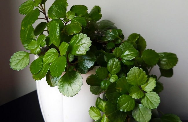 Plantas de interior que necesitan poca agua