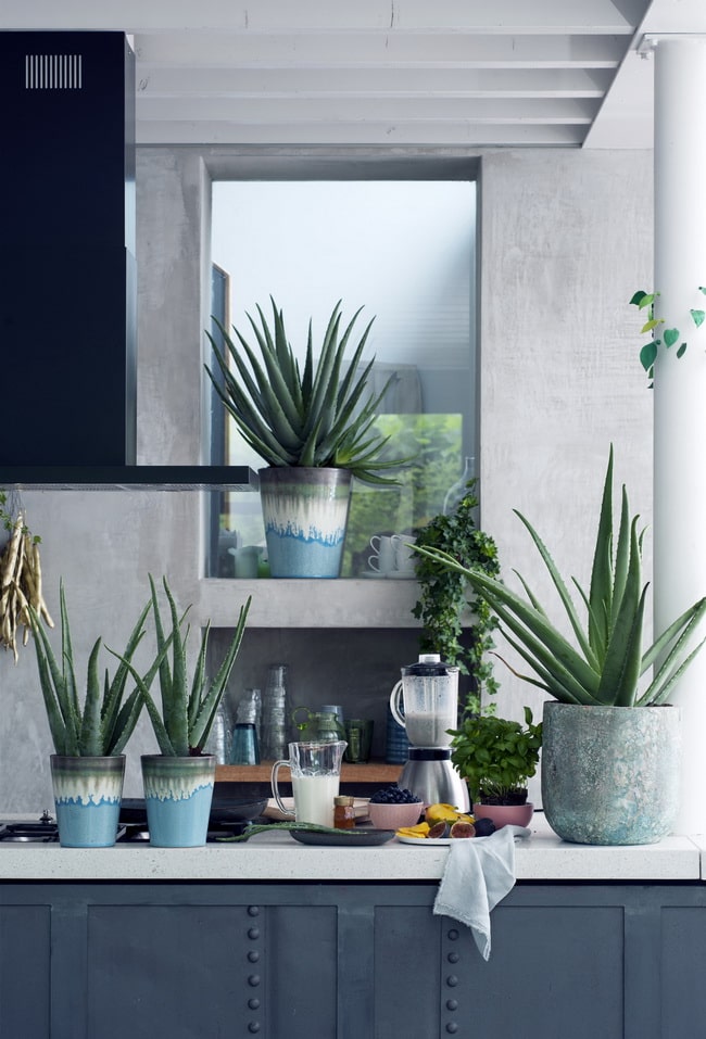 Plantas de interior que necesitan poca agua