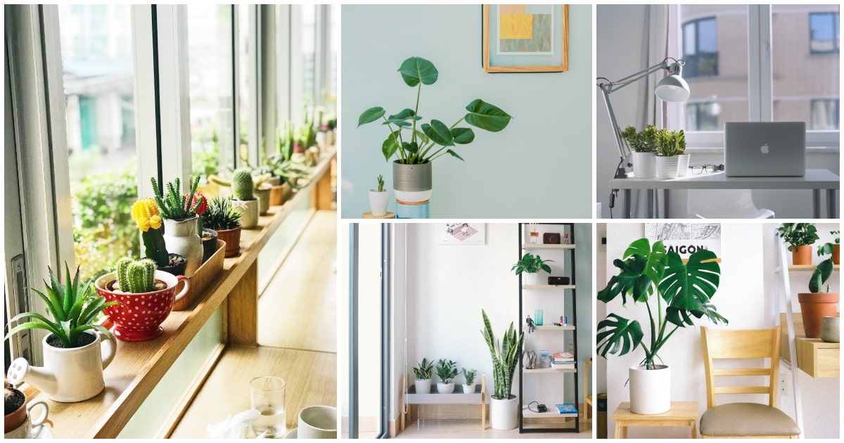 7 plantas de interior que necesitan poca agua y cuidados mínimos