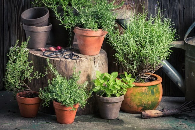 Plantas aromáticas