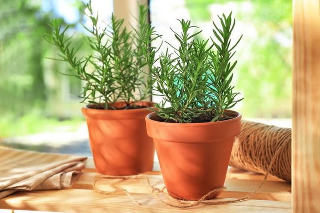 Plantas aromáticas en macetas