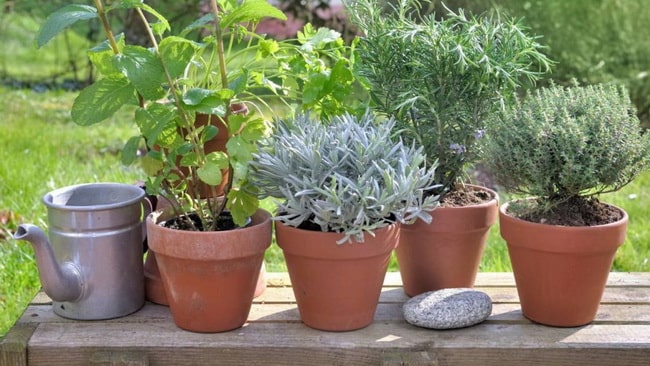 Plantas de exterior que necesitan poca agua