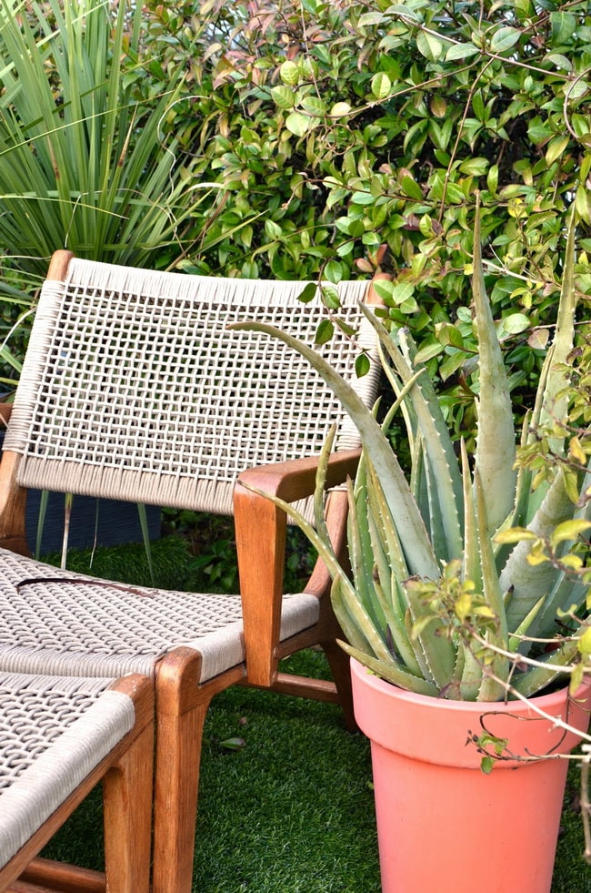 Plantas de exterior que necesitan poca agua