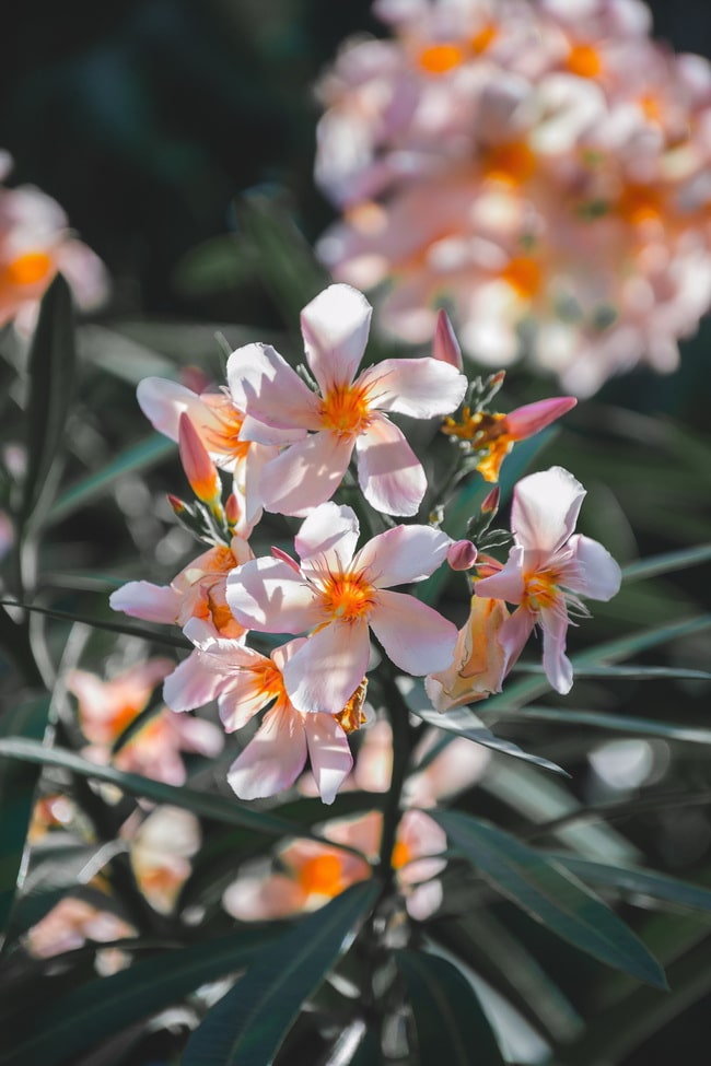 Plantas de exterior que necesitan poca agua