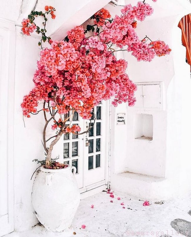 Plantas de exterior que necesitan poca agua