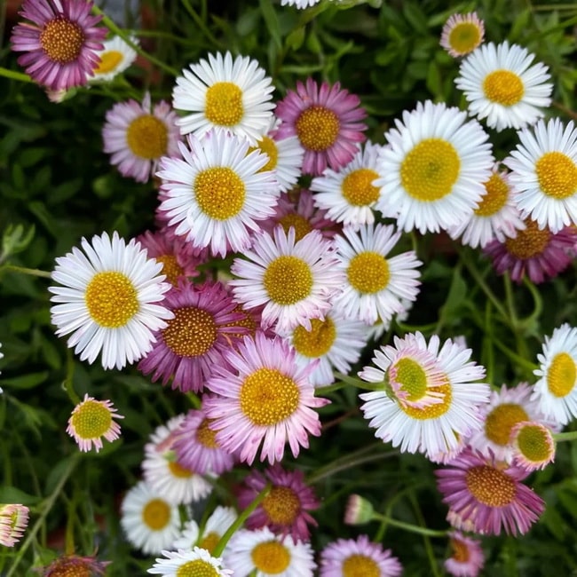 Plantas de exterior que necesitan poca agua