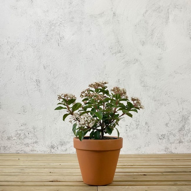 Plantas de exterior que necesitan poca agua