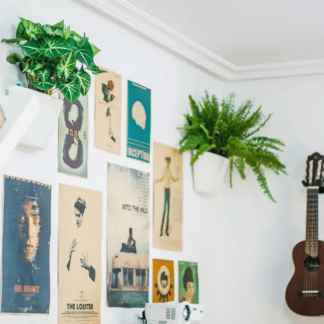 Plantas para decorar paredes