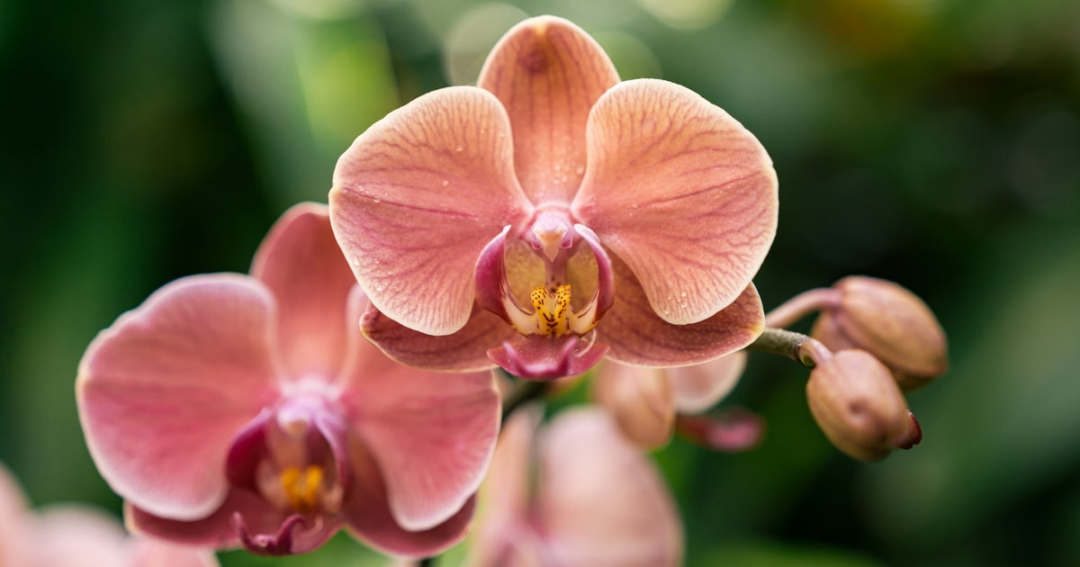 Los mejores lugares para colocar orquídeas
