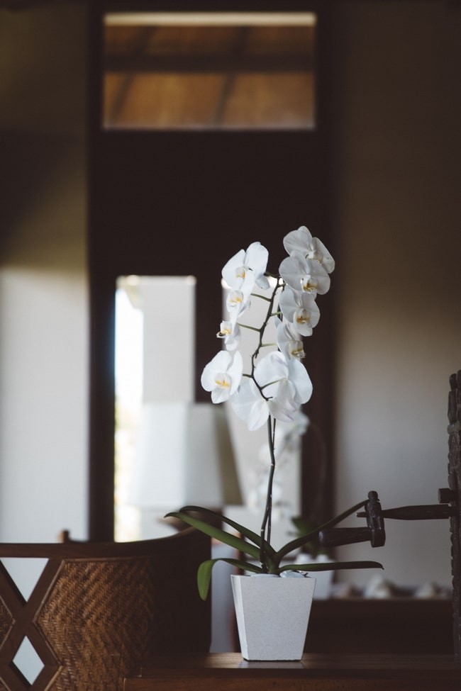 Orquídeas en el comedor
