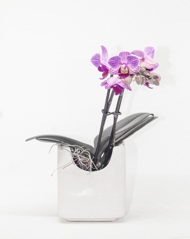 Orquídeas para decorar el despacho