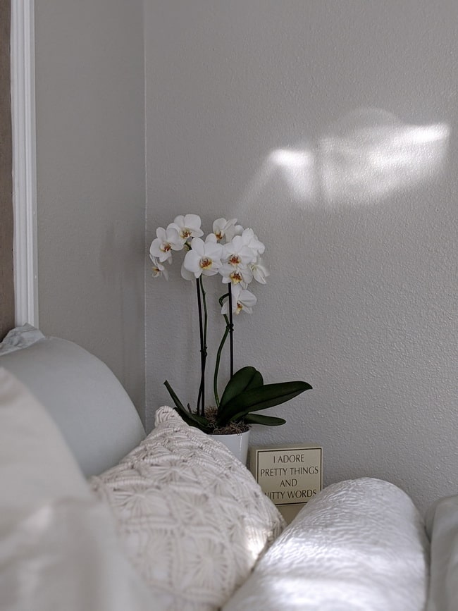 Orquídeas en el salón