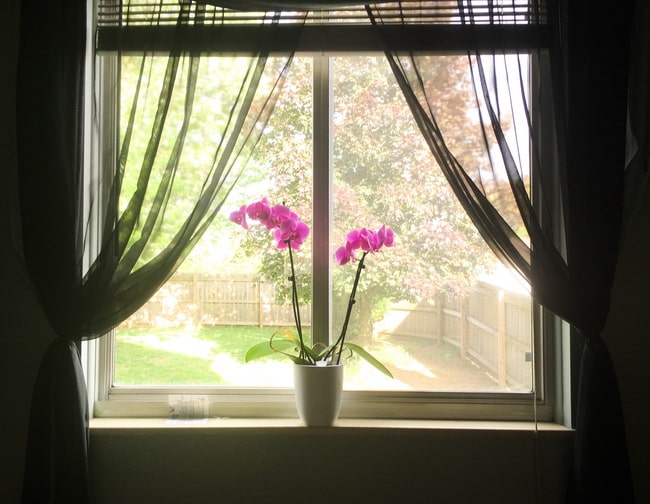 Orquídea en la ventana del dormitorio