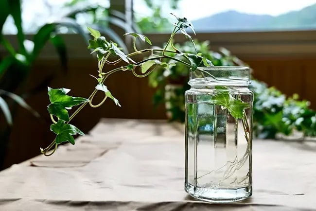 Plantas de interior que crecen en el agua