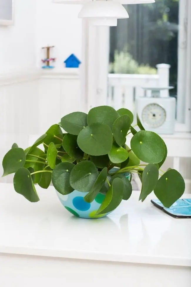 Planta china del dinero