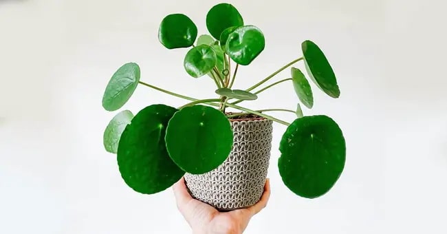 Plantas de interior que crecen en el agua