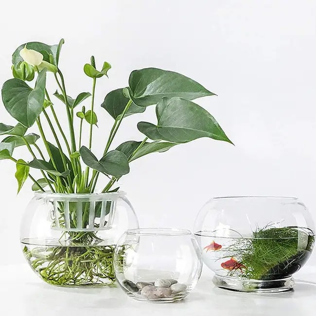 Cómo cultivar plantas en el agua