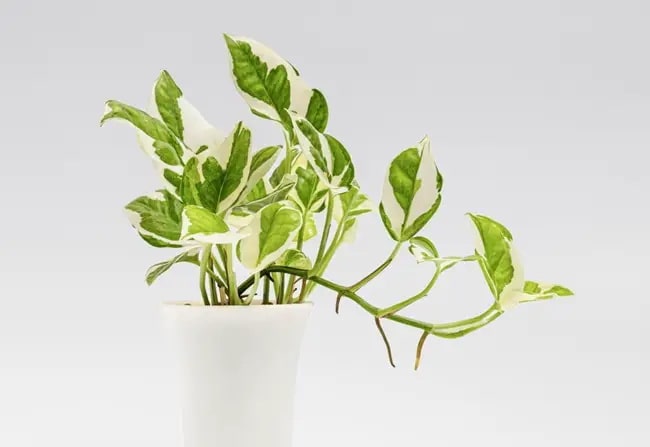 Plantas que crecen en el agua