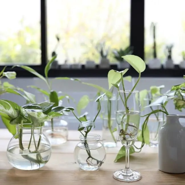 Plantas de interior que crecen en el agua