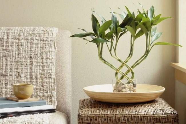Decoración con bambú de agua