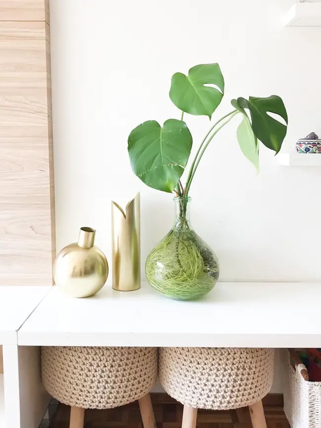 Plantas que pueden cultivarse en agua