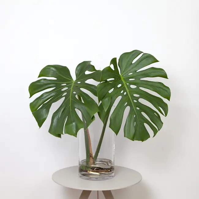 Plantas de interior que crecen en agua