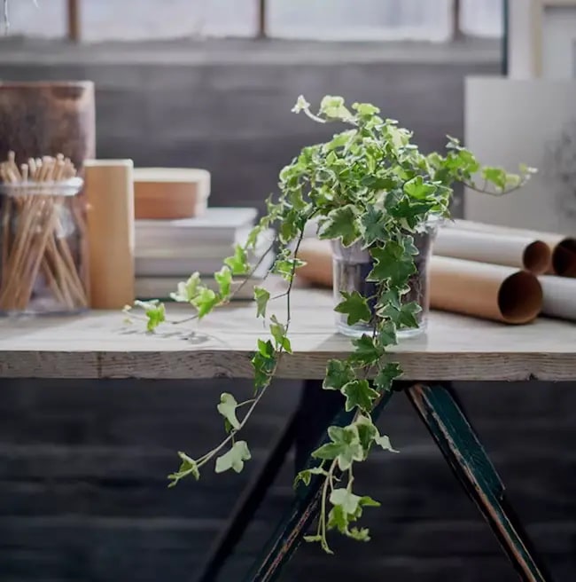 Hiedras para decorar interiores