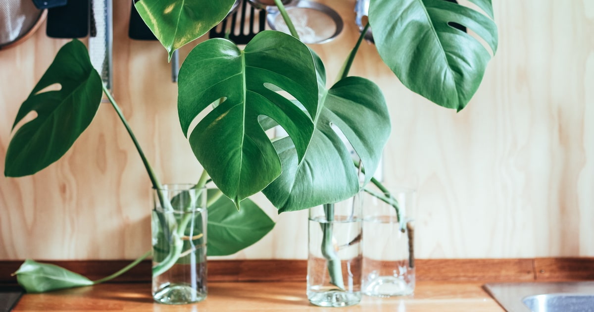 Plantas de interior que crecen en el agua