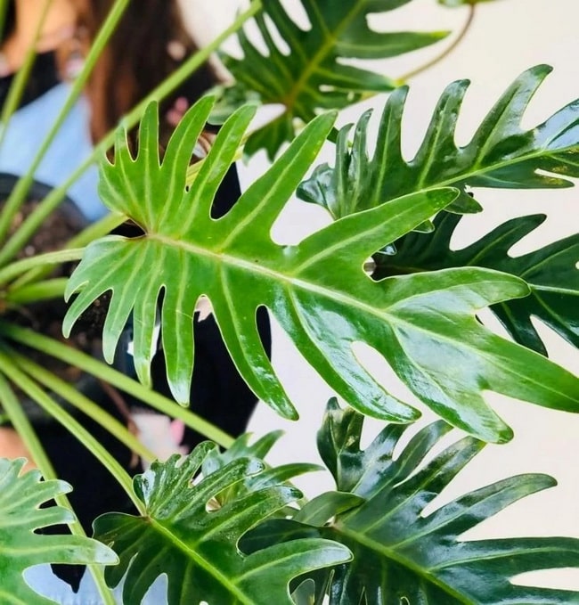 Plantas para decorar interiores