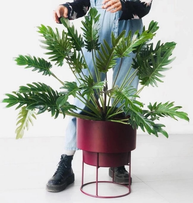 Philodendron