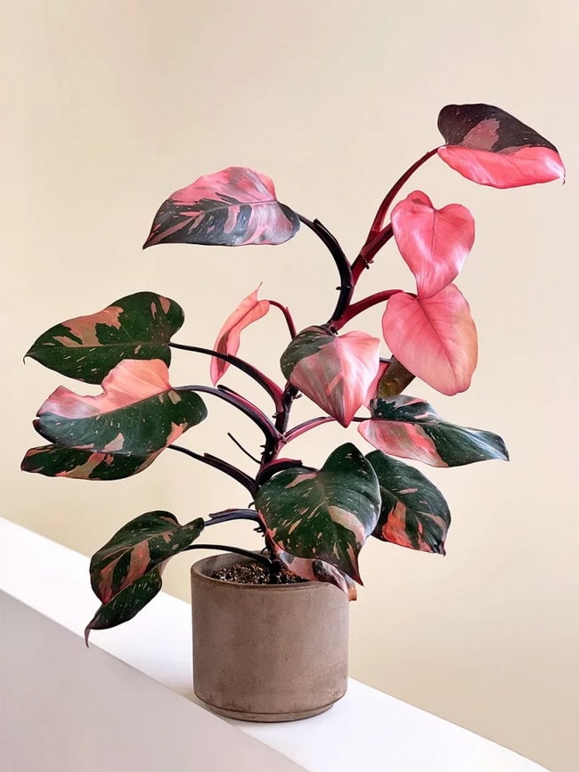Filodendro rosa