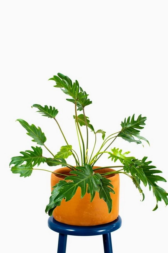 Plantas para interiores