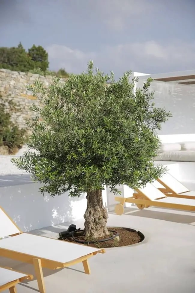 Jardines mediterráneos con olivos
