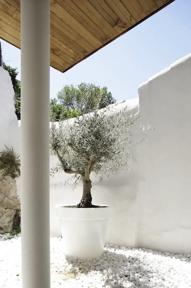 Árboles recomendados para jardines mediterráneos