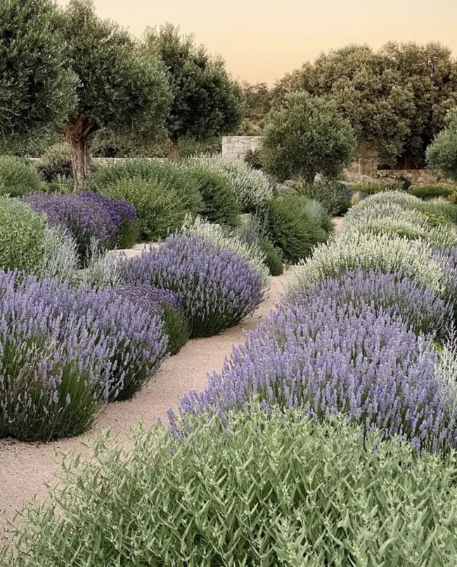 Decoración con lavanda