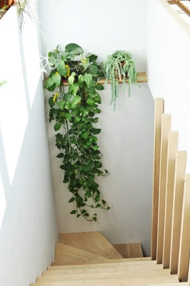 Plantas en escaleras Estantes con plantas para decorar escaleras estrechas pequeñas