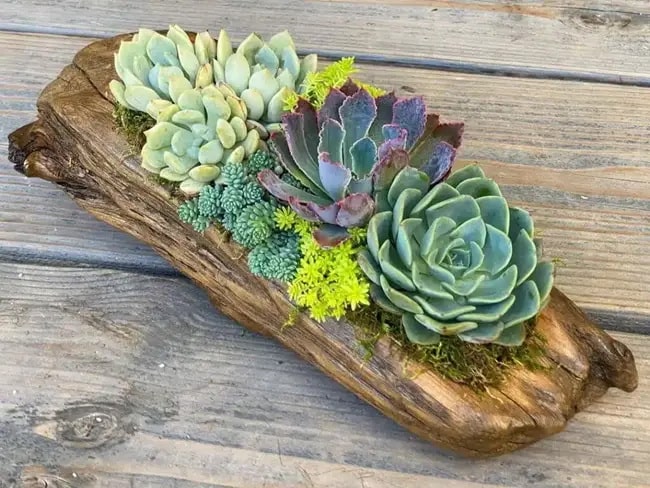 Jardines con plantas, troncos y piedras Jardines con plantas, troncos y piedras