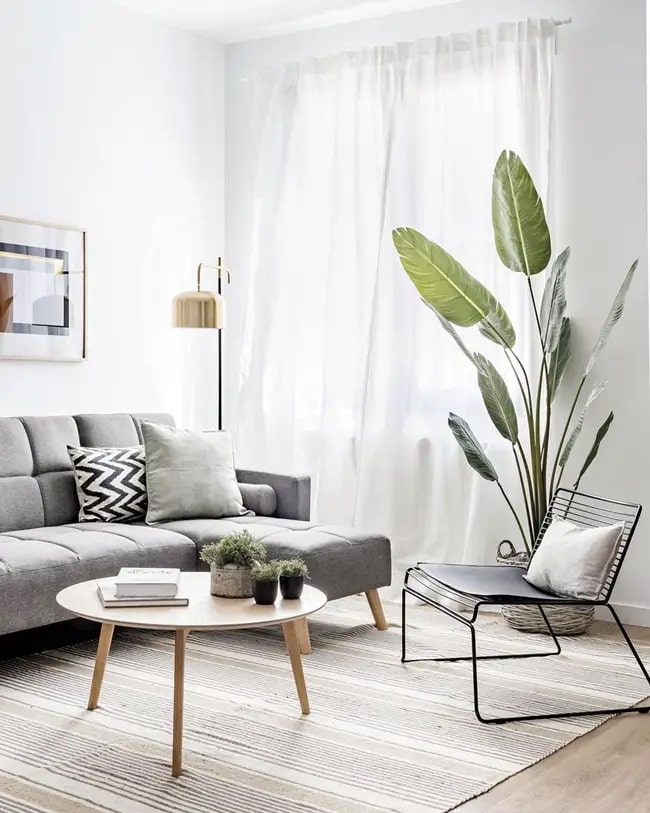 Plantas para salones en tonos grises y blancos Plantas grandes en interiores